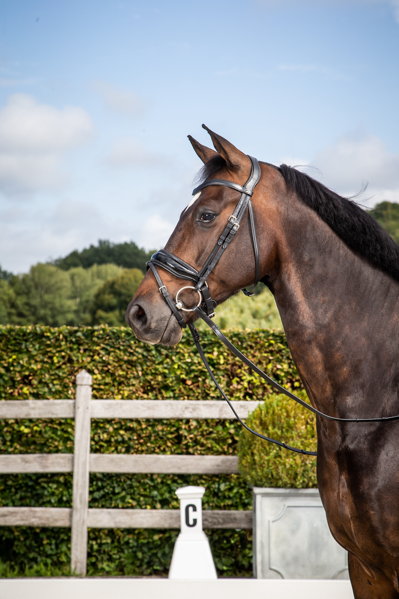 Dy'on New English Collection - Black Patent Large Crank Noseband with Flash - Full - Little Equine Co.